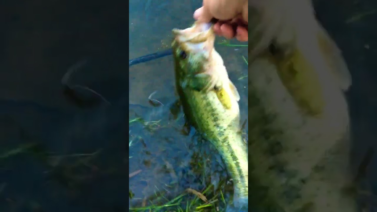 Big bass release!!!                                #gone #bass #fishing #shorts #viral #subscribe