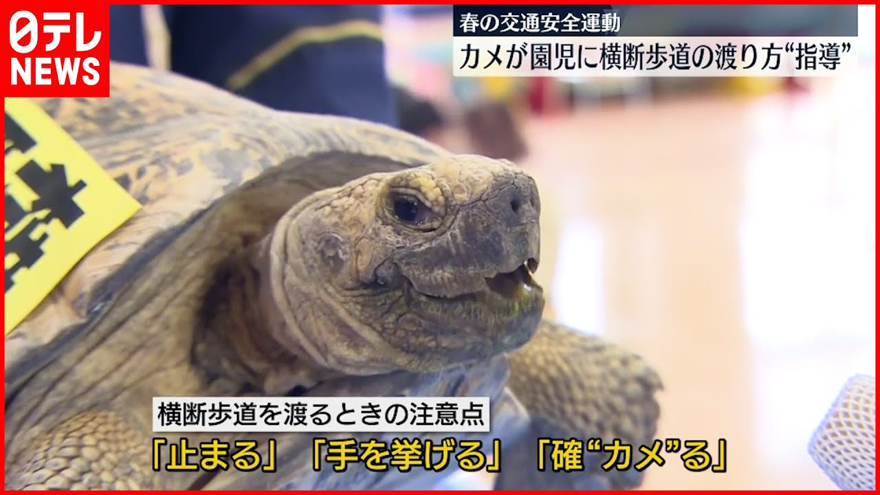 春の交通安全運動】カメが園児たちに渡り方を指導 - YouTube