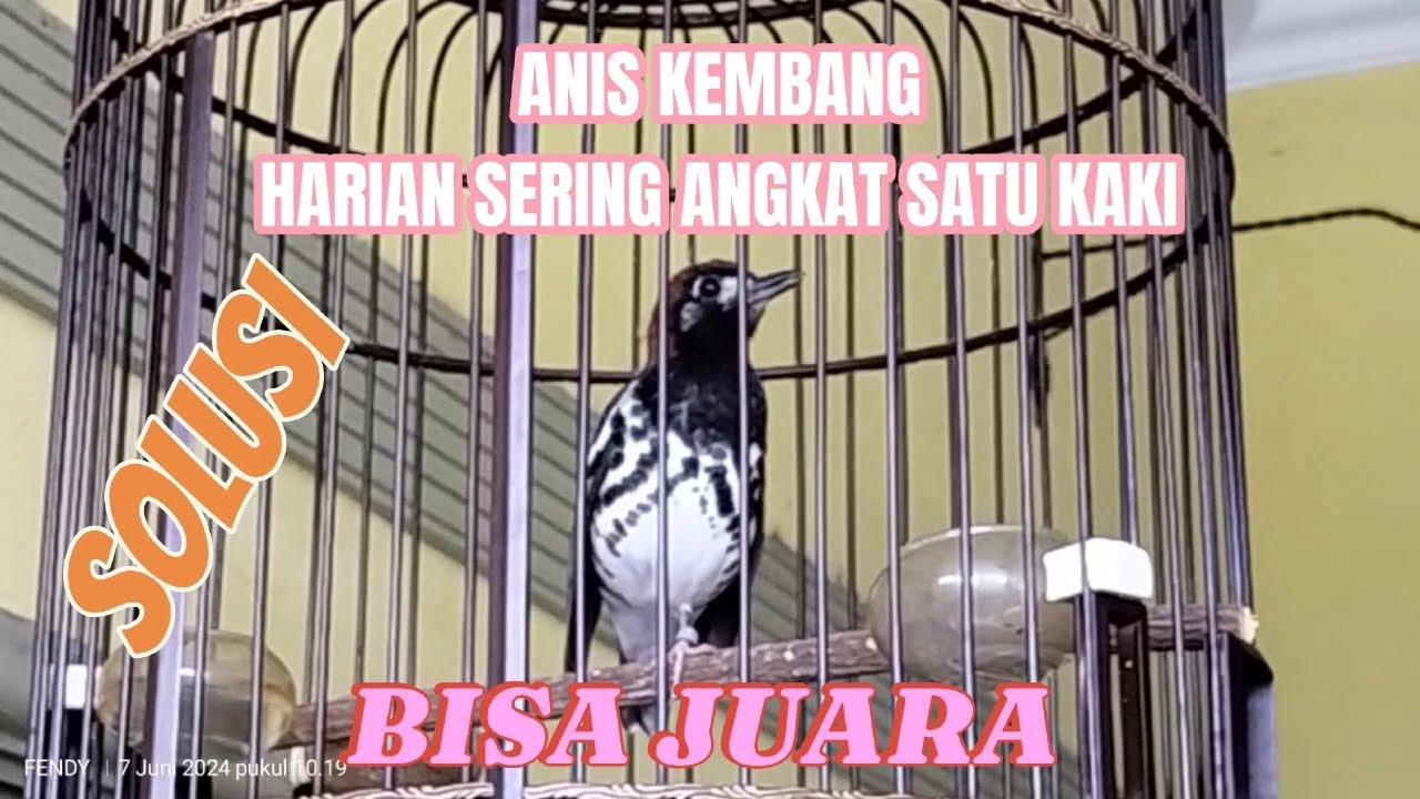 Solusi Anis Kembang Angkat Satu Kaki
