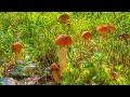 Достойные поляны подосиновиков | Сбор благородных грибов в смешанном лесу | Красные грибы 2020