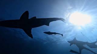 Shark Dive Jupiter Florida 