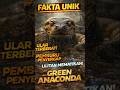 FAKTA UNIK. GREEN ANACONDA #faktahewan #faktaunik #anaconda #animals #shortvideo #shorts