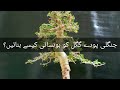 Commiphora mukul guggal yamadori transformation  pakistan bonsai society