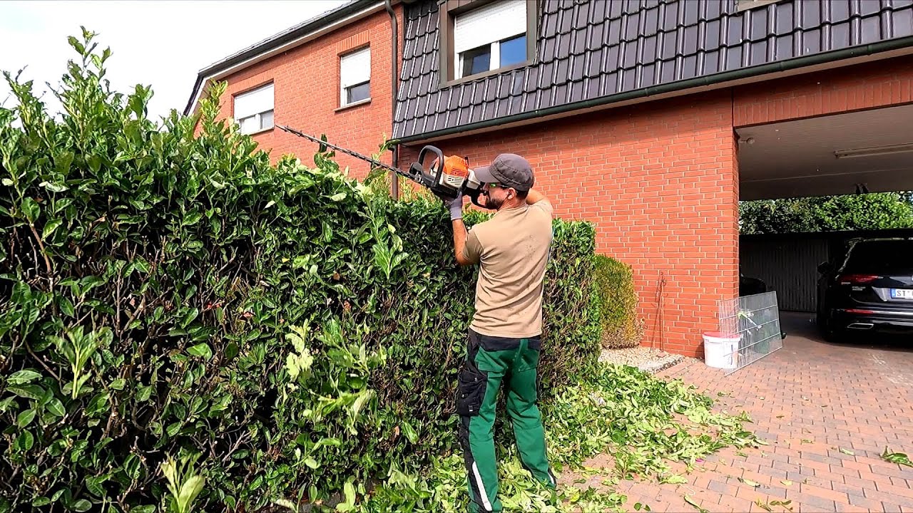 AFTER pruning the Laurel Hedge, TORE two bags OVERFLOWING with Leaves