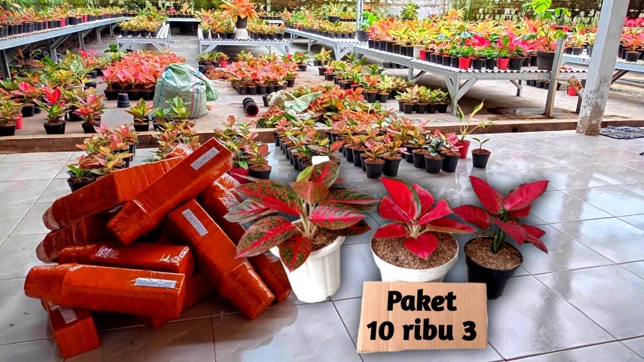 OBRAL AGLONEMA 5 RIBUAN❗Pusat Tanaman Hias