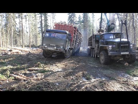 Как Камазы лесовозы выезжают с делянки.