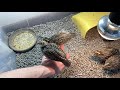 Pet california quails jump on my hand and let me take them for a trip