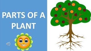 PARTS OF A PLANT || EDIBLE PARTS OF A PLANT || PLANTS PART AS FOOD || SCIENCE VIDEO FOR CHILDREN