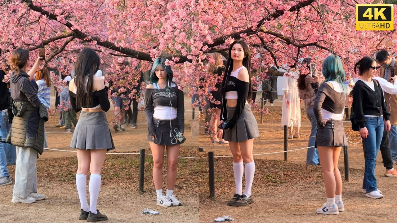 4k HDR Japan travel 2025 | The most beautiful Kawazu cherry blossom（河津桜） viewing spot in Japan