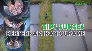 Tips for Successful Gurame Farming, From Eggs to Harvest!