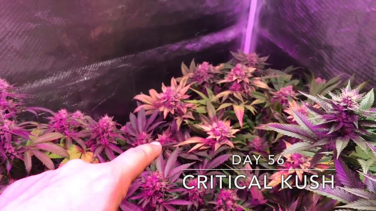 PRE-HARVEST FUN & SING-ALONG: Critical Kush day 56