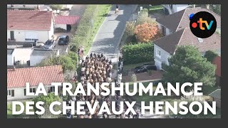 La Grande Transhumance Des Chevaux Henson Dans La Baie De Somme, Un Déplacement Spectaculaire