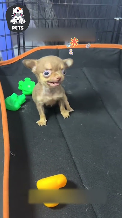 Ủa con gì đây mọi người 😂 #shorts #pets