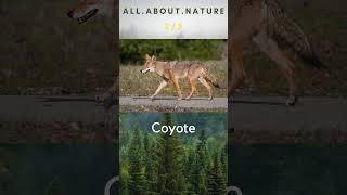 Wild Dogs Quiz