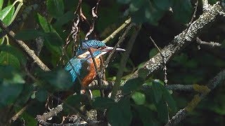 Kingfisher Hide @ RSPB Rye Meads - 2019