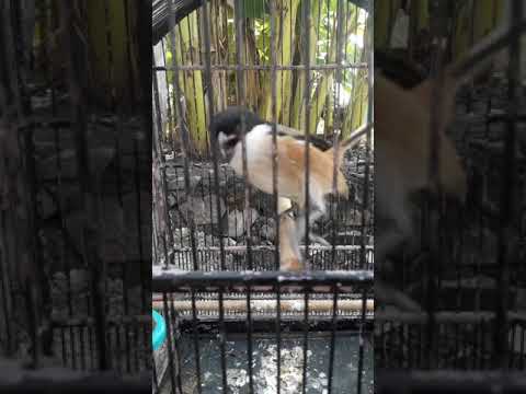 Suara cendet kasaran alam
