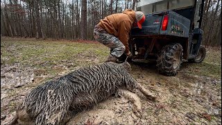 We Can’t Load The Hog. Bad Beaver Hunting. My House Is Smoked.