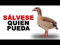 🛡 El GANSO del NILO VIVE en MANADA para SALVARSE de los DEPREDADORES - Animales Salvajes