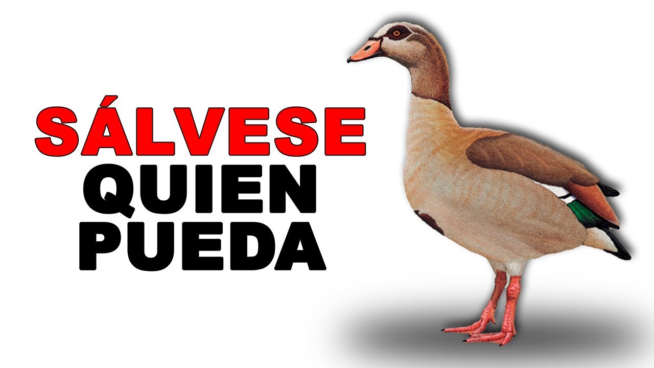 🛡 El GANSO del NILO VIVE en MANADA para SALVARSE de los DEPREDADORES - Animales Salvajes