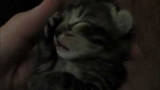 Cute Yawning Kitten
