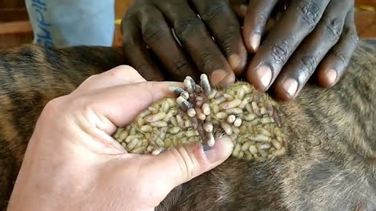 Mangoworm Removal Compilation, Rescue Dog Mangoworms, Vet Mango…