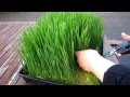 How to grow organic wheatgrass - Easy Home Grown Outdoor