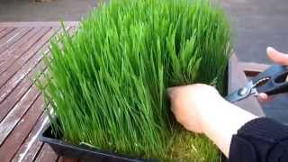 How to grow organic wheatgrass - Easy Home Grown Outdoor
