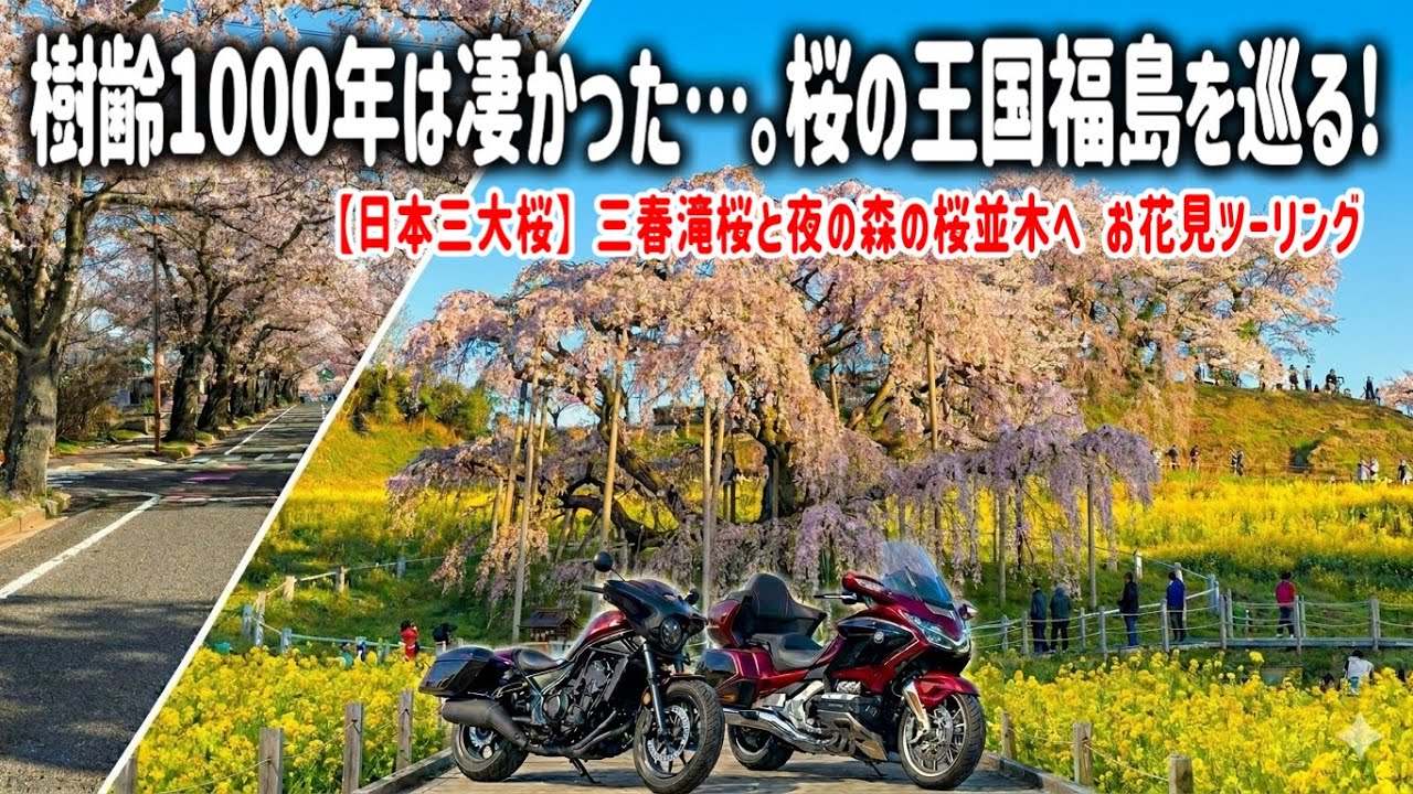 【福島バイク旅】樹齢1000年超えの滝桜が圧巻すぎた…。日本三大桜と呼ばれる神秘的な三春滝桜と満開の桜並木に感動し圧倒される1日。【HONDA Gold Wing/モトブログ】