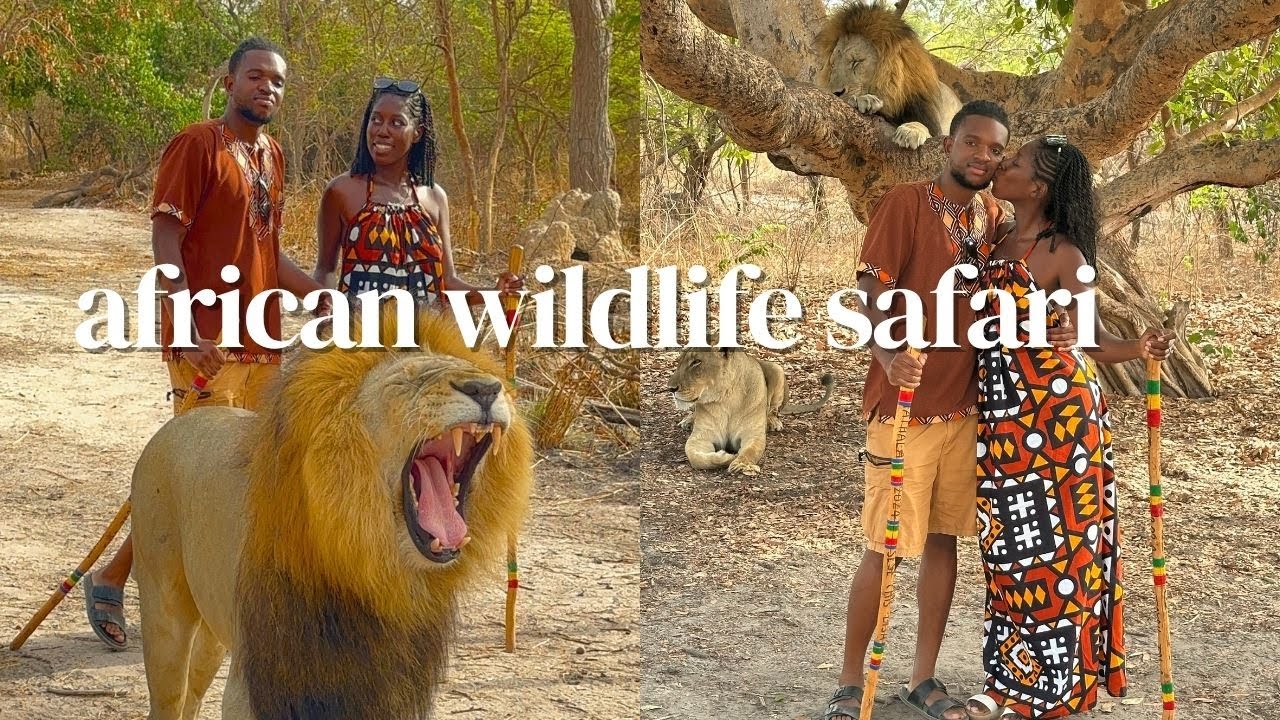 walking with lions in senegal | fathala wildlife reserve safari & lodge experience