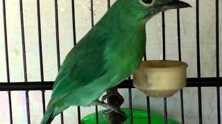 Suara cucak ijo betina sedang birahi memanggil jantan agar gacor