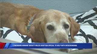 Lynchburg Humane Society holds adoption special to help with influx of animals