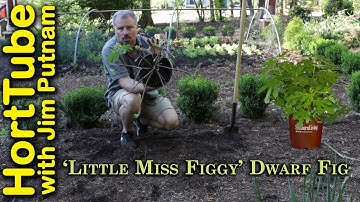 Planting A ‘Little Miss Figgy’ Dwarf Fig