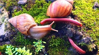 Peace in Diversity : The Gentle Harmony of Millipedes, Snails, and Rhino Beetles #SatisfyingNature