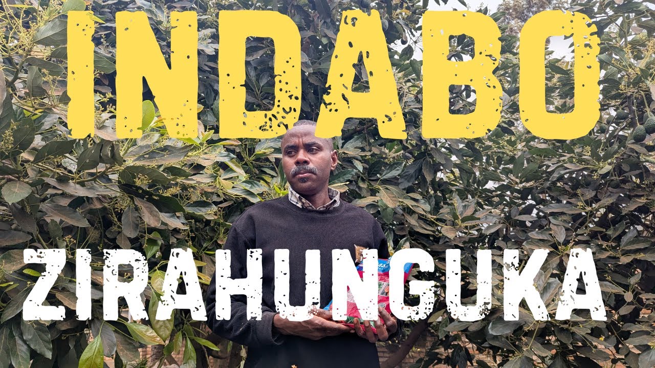 IMPAMVU INDABO Z’AVOKA ZIHUBUKA 🍃🥑 | UKO WABIRWANYA NO KWEZA AVOKA NYINSHI 🌿💧