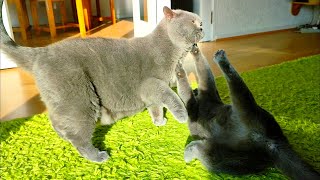 Very Lazy Cat Fight