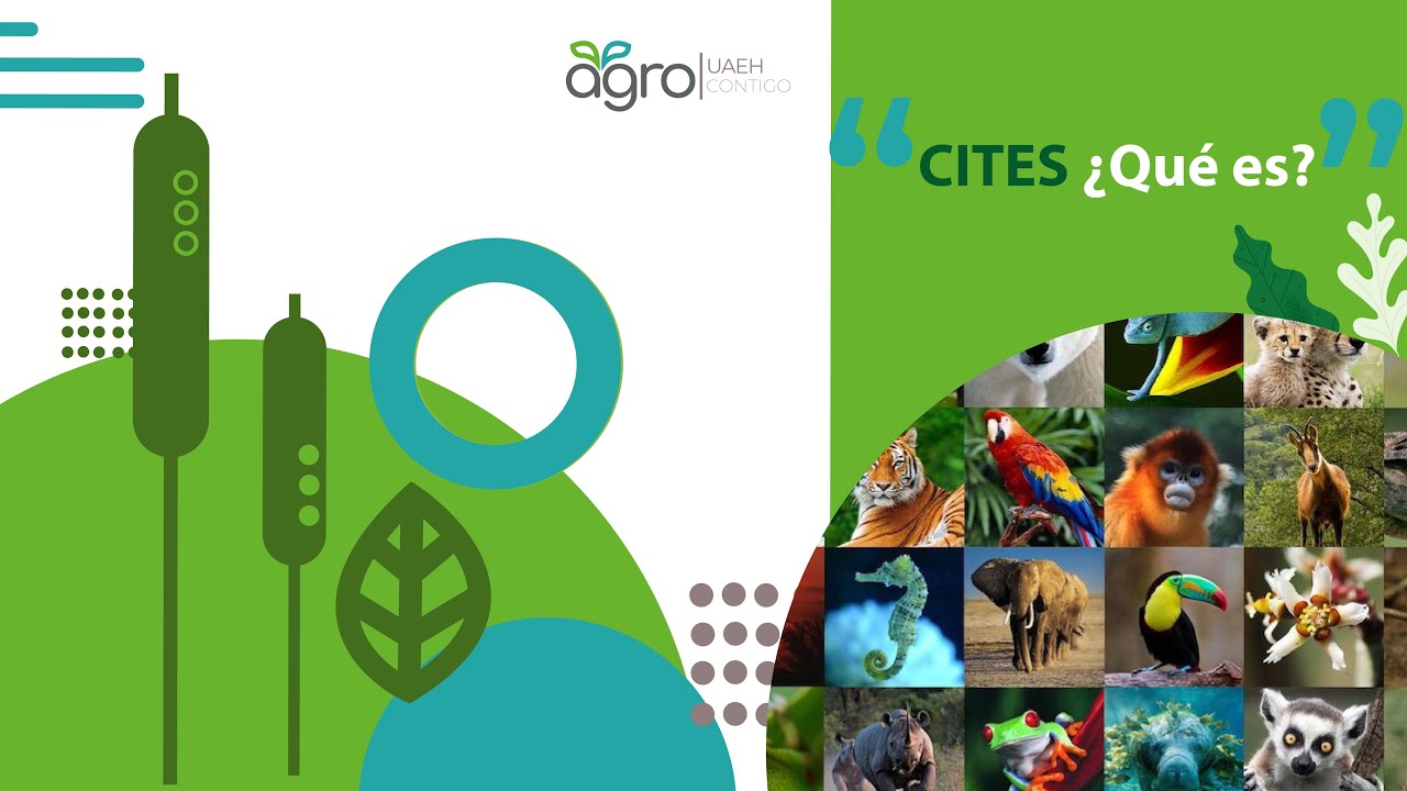 CITES Qu Es YouTube cites-qu-es-youtube