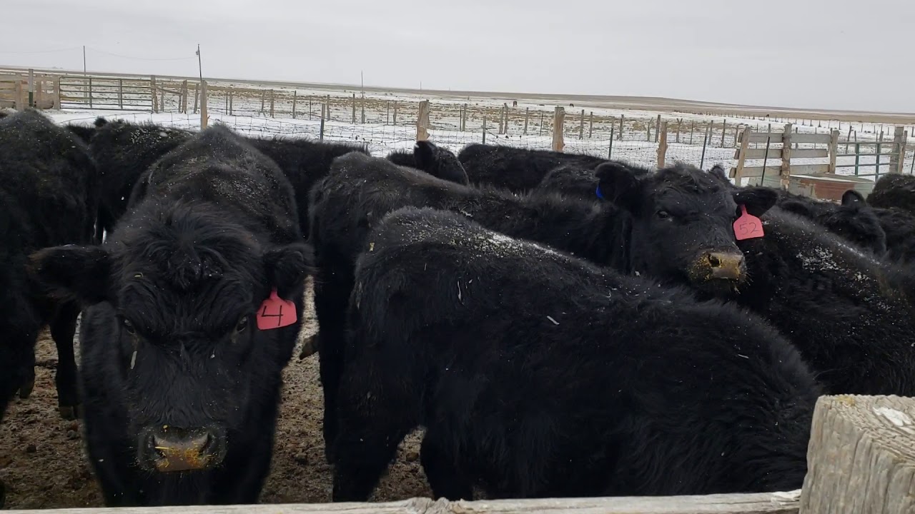 Its Cold And The Cattle Need Feed