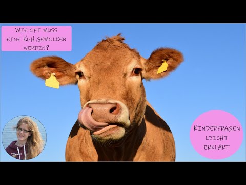 Warum geben Kühe