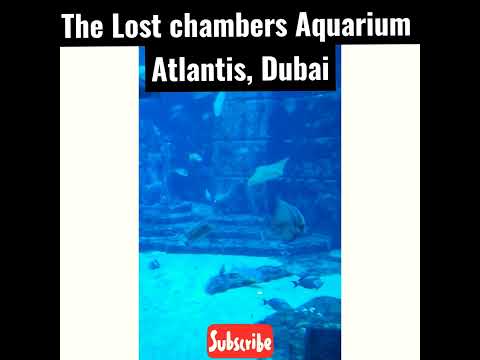 Lost chambers Aquarium Atlantis, Dubai #Atlantis #Dubai