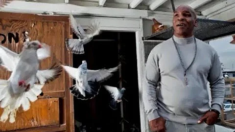 Майк Тайсон о голубях.  Mike Tyson Interview About Pigeons