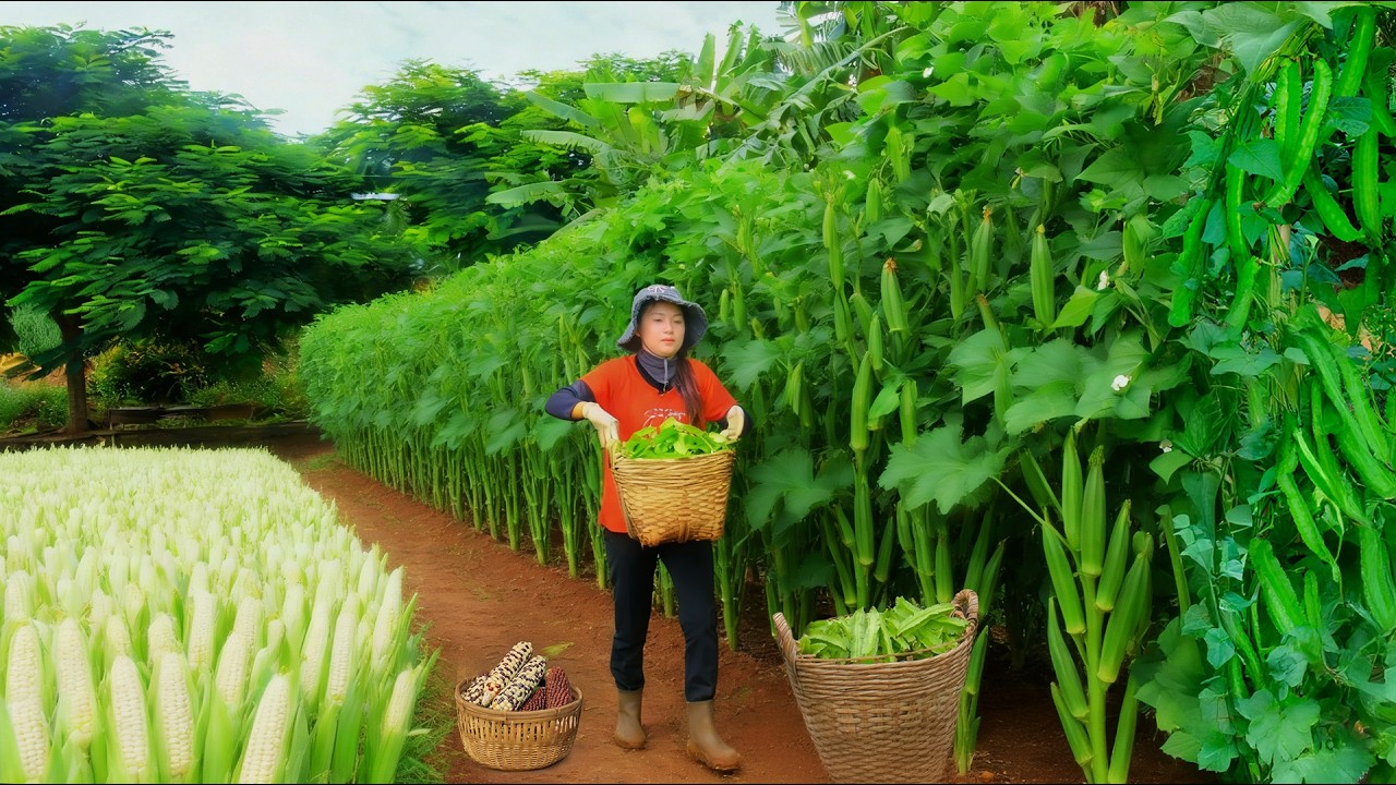 Harvest Winged Bean, Okra To Sell At The Market – Care For The Vegetable Garden, Cook