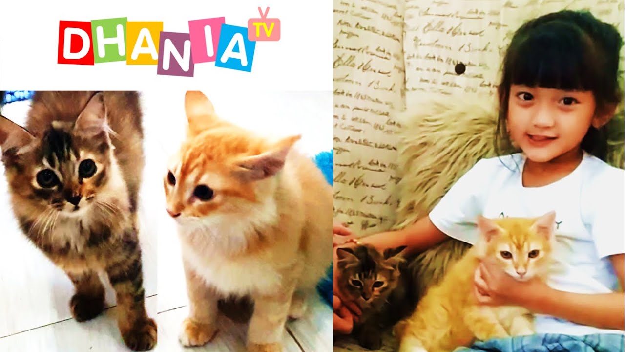 Anak Kucing Kecil Lucu Banget! Imut dan Menggemaskan! Dhania Bermain