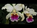 Орхидейно - каттлейные страсти... Мечты сбываются. Cattleya triumphans, cattleya rex..Ураааа!!!