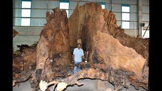 35 tỷ cho một gốc cây bàng 600 tuổi nhưng chủ không bán