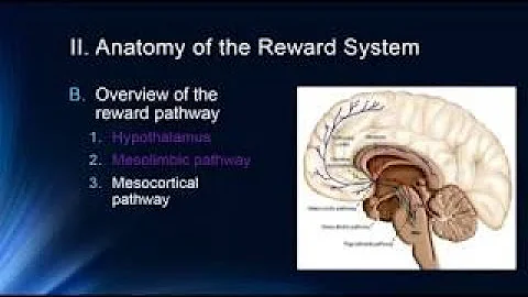 Reward pathway in the brain | Processing the Environment | MCAT | Khan Academy