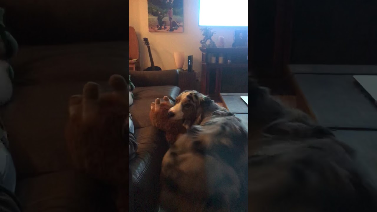 Australian Shepherd Butt Wiggle