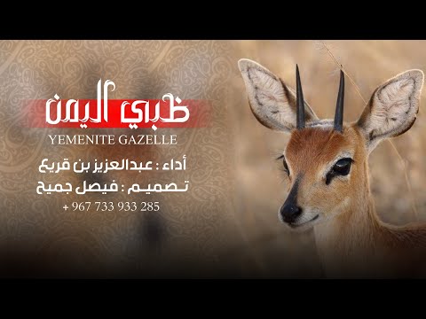 عبدالعزيز بن قريع ظبي اليمن حصريا 2025