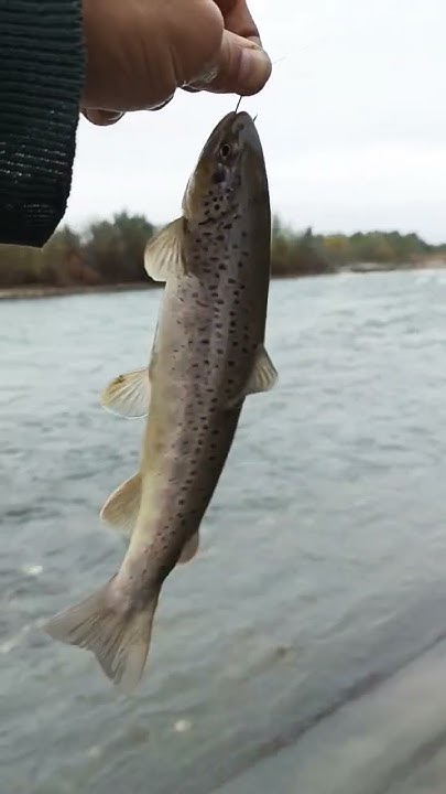 🎣 Баксан - YouTube