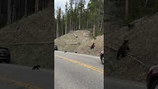 Year-Apart Encounters with Obsidian Grizzly Family