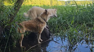 Последняя партия 